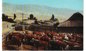 Postcard circa 1970's Spokane, WA Stockyards (Cows) - Picture 1 of 2