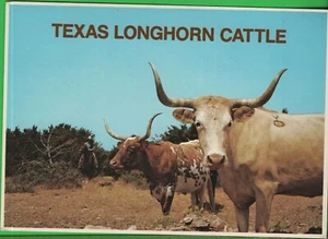 Vintage Texas TX Postcard Longhorns Longhorn Beautiful! - Picture 1 of 4