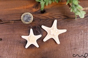 Set 2 Natural Ivory Knobbly Starfish Aquarium, Wedding Party Photography Craft - Picture 1 of 4