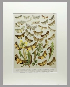MARIPOSAS 1899 - GRABADO CROMOLITÓGRAFO CON PASSEPARTOUT - (00809) - Imagen 1 de 2