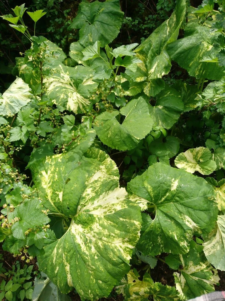 Variegated Japanese Fuki - Image 1 of 1