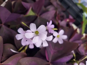10 ORGANIC Pale Pink Flowers Oxalis Triangularis Purple Shamrock Bulbs Rhizomes - Picture 1 of 5