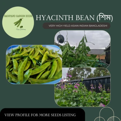 Hyacinth Bean (শিম) 7 Seeds Very High Yielding Indian Bangladeshi Shim OZ Grown - Image 1 of 4