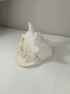 LARGE 9” X 6” HORNED King Queen Helmet CONCH SHELL Blowing Horn Big Large - Picture 1 of 9