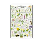 South Dakota Wetland Wildflowers Flower Identification Poster / Flower ID Guide