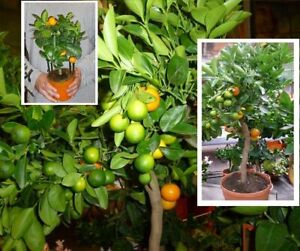 Orangenbaum essbar mediterrane Pflanze groß Zimmerpalme für das Büro Büropflanze