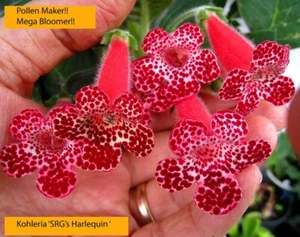 Jungpflanze Mini Kohleria Saliba "Harlequin" + gratis Achimenes, Semper Vivum .. - Bild 1 von 6