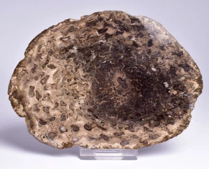 OSMUNDACAULIS DUNLOPI sp FOSSIL, MIDDLE JURASSIC, QLD, AUSTRALIA S124 - Bild 1 von 6