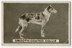 COLLIE SMOOTH 1932 SWEETACRES CHEWING GUM FAVOURITE DOGS SERIES TRADE CARD #12 - Foto 1 di 2