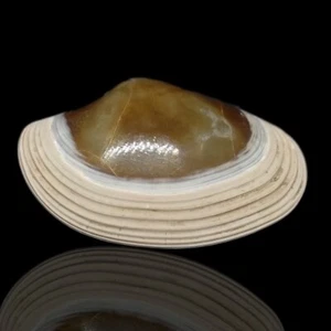 26gr Natural Polished Bivalvia Clam Rough PELECYPODA Fossil - Picture 1 of 5