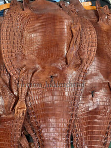 Big Crocodile Leather -Hide Exotic Pelt Taxidermy - Horn back