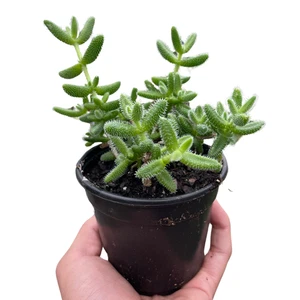 Delosperma echinatum 'Pickle Plant' - Picture 1 of 5