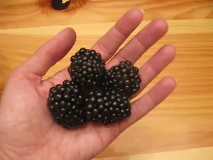 GIANT BLACKBERRY * 35 SEEDS*MEDICINAL*ANTIOXIDANT*FIBER*HEALTHFUL*TRIPLE CROWN - Picture 1 of 5
