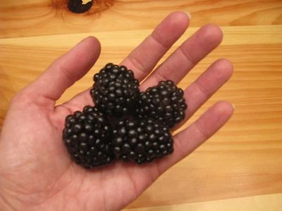 GIANT BLACKBERRY * 35 SEEDS*MEDICINAL*ANTIOXIDANT*FIBER*HEALTHFUL*TRIPLE CROWN - Image 1 of 4