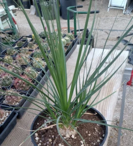 Beaucarnea Stricta Much More Hardy Than Recurvata 60 MD - Picture 1 of 3