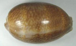CYPRAEA CERVUS 111.38mm BEAUTIFUL XL SPECIMEN off Key West, Florida - Picture 1 of 4