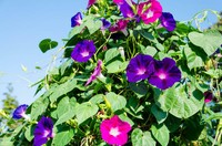 Morning glory "Scarlet" flower seeds - 1 g Ипомея TM "Seeds of Ukraine"