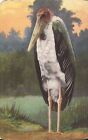ANIMAL - Stork