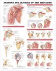 Anatomy And Injuries Of The Shoulder Anatomical Chart, Paperback By Anatomica...