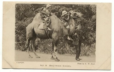 Zoological Society Of London Regent's Park Bactrian Camel No. 9 Postcard - Image 1 of 2