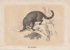 Waschbär (Procyon Lotor) Kolorierter Holzstich Von 1851 Bicknell