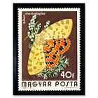 Postage Stamp Hungary 40 Forint Crimson Tiger Moth 12X16 Inch Framed Art Print