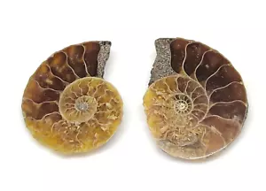 Natural Ammonite Fossil Pair Cabochon Gemstone For Jewelry Making 28.85 Cts - Picture 1 of 4