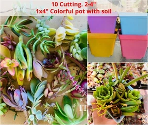 Free Colorful 4" Pot Soil Assorted Succulent Cactus Cutting No Root live plant - Picture 1 of 9