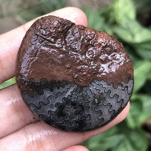 33Gr AMAZING UNIQUE THIN PERMIAN AMMONITE FOSSIL ROUND MOLLUSCA TIMOR LESTE - Picture 1 of 8