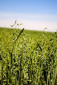 Forage Oats Food Plot Seed - Whitetail Deer Fall Forage - 5 lb Bag - Picture 1 of 3