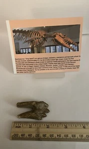 BASILOSAURUS TOOTH FOSSIL Late Eocene 40 Mi Yrs Old Artiodactyl 2” CS 35 - Picture 1 of 3