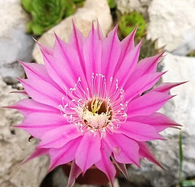 Echinopsis rare striped Purple hybrid cactus cacti suculent live plant free gift - Image 1 of 4