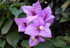 BOUGAINVILLEA VIOLET DE MEZE résistance -12°