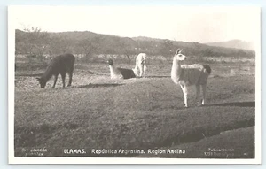 Postal RPPC Llamas República Argentina Región Andina - Imagen 1 de 3