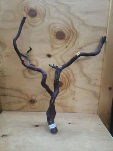 Forked Manzanita Branches craft bird perch reptile fish 26" x 24" (#49) - Picture 1 of 9