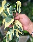 Scindapsus Mayari Abwechslungsreicher kostenloser Phito (kein Monster kein Philodendron)
