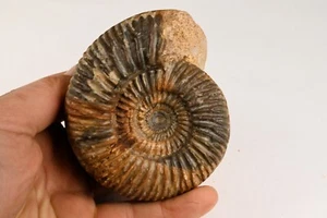 Ammonite Parkinsonia Bajocien Sengenthal Allemagne amonite 93mm fossile - Picture 1 of 3