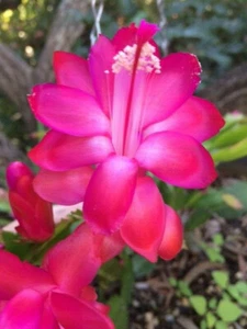 3 x Thor Jasmine + 3 x White Fantasy Schlumbergera Zygocactus Cutting - Picture 1 of 2