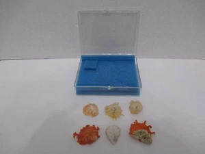 6er Set Spondylus Species 20-30mm Balicasag Island S Bohol Philippinen 003S3 - Bild 1 von 2