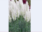 Giant White Pampas Grass Seeds - 100 Seeds