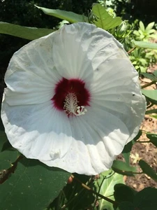 30 white Swamp Rose Mallow Seeds - Hardy Hibiscus Moscheutos, organic crop 2023 - Picture 1 of 1