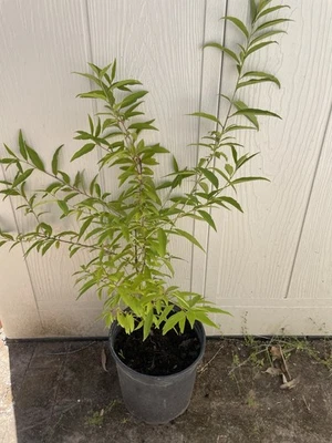 Siberian C RARE Peach Tree Live Plant- 2 Gallon 32” - Image 1 of 3