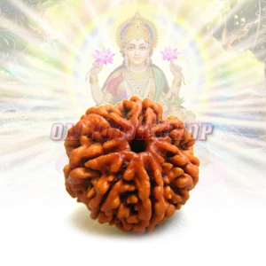 Original Nepal 7 Mukhi (Cara) Cuenta Singal Rudraksha Hindú Puja Oración Religiosa - Imagen 1 de 1