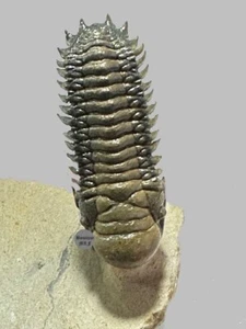 BONITO FOSIL NATURAL VOLADOR Crotalocephalus gibus de Marruecos Devónico - Imagen 1 de 5
