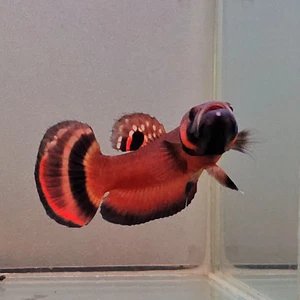 BETTA King MACROSTOMA 1-PAIR- SHIPPING BY TRANSHIPPING ONLY - Picture 1 of 3