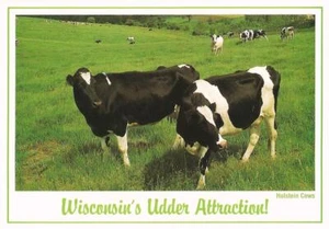 Postcard WI Wisconsin's Udder Attraction! Dairy Industry Holstein Cows MINT - Picture 1 of 1