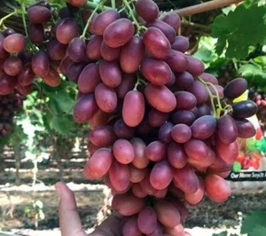 UVA DA TAVOLA SENZA SEMI ROSA CRIMSON, RESISTENTE, GRANO CROCCANTE TARDIVA VA... - Imagen 1 de 1