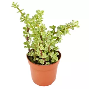 Exotenherz - Portulacaria afra var. - Jadebaum - im 8,5cm Topf - Bild 1 von 1