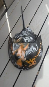 Creepy Halloween Real Horseshoe Crab Molt Scary Spider-like  Spooky Decor H16 - Picture 1 of 4