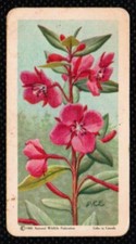 1961 Red Rose Tea Card Wild Flowers of North America #34